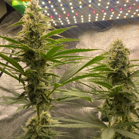 Gorilla Cookies FF growlog timeline photo