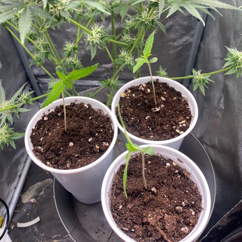 Gorilla Cookies Auto growlog timeline photo
