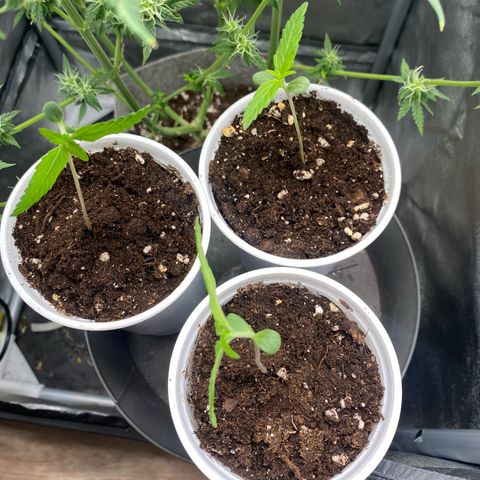 Gorilla Cookies Auto growlog timeline photo
