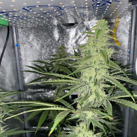 Gorilla Cookies FF growlog timeline photo