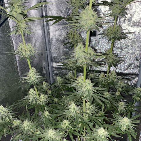 Gorilla Cookies FF growlog timeline photo