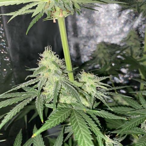 Gorilla Cookies FF growlog timeline photo