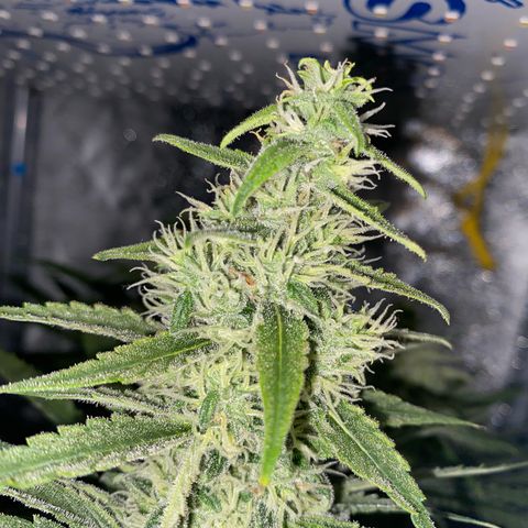 Gorilla Cookies FF growlog timeline photo