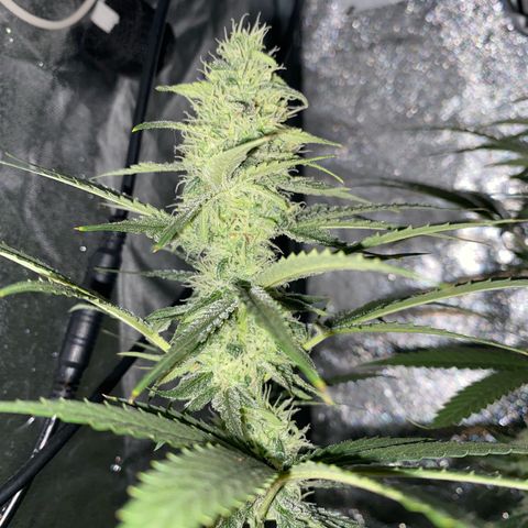 Gorilla Cookies FF growlog timeline photo