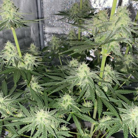 Gorilla Cookies FF growlog timeline photo