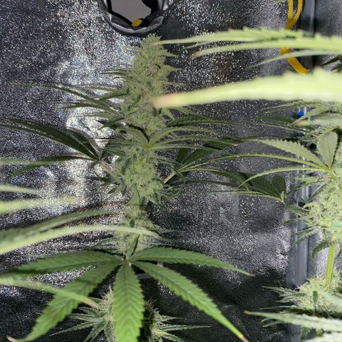 Gorilla Cookies FF growlog timeline photo