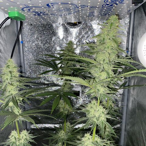 Gorilla Cookies FF growlog timeline photo