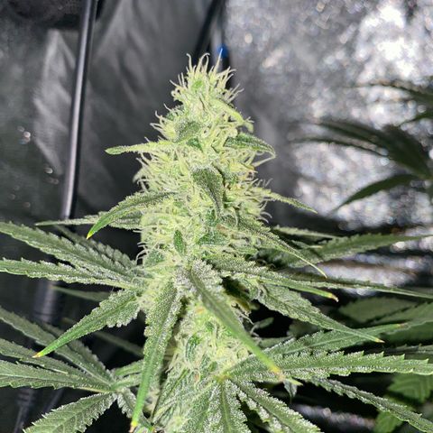 Gorilla Cookies FF growlog timeline photo