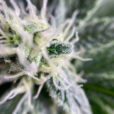 Gorilla Cookies FF growlog timeline photo