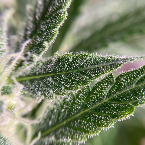 Gorilla Cookies FF growlog timeline photo
