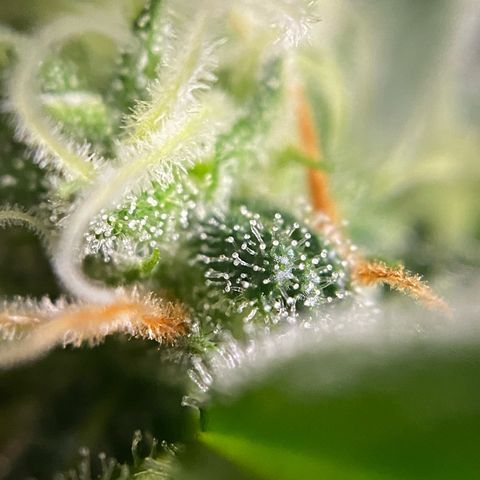 Gorilla Cookies FF growlog timeline photo