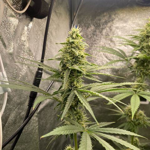 Gorilla Cookies FF growlog timeline photo