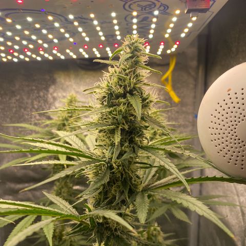 Gorilla Cookies FF growlog timeline photo