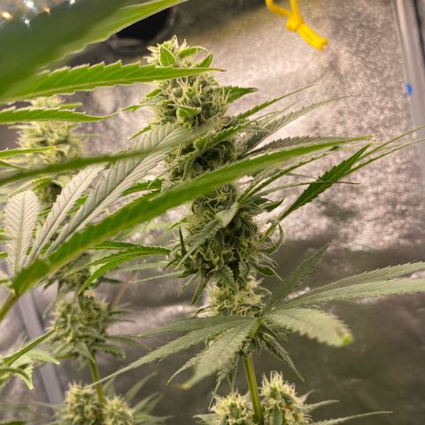 Gorilla Cookies FF growlog timeline photo