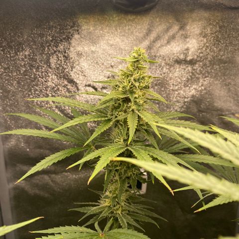 Gorilla Cookies FF growlog timeline photo