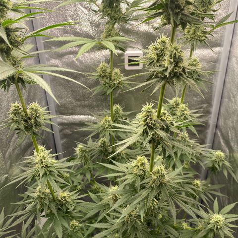 Gorilla Cookies FF growlog timeline photo