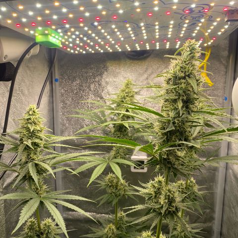 Gorilla Cookies FF growlog timeline photo