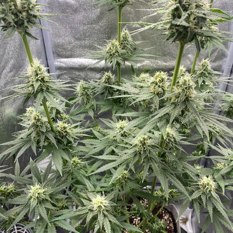 Gorilla Cookies FF growlog timeline photo