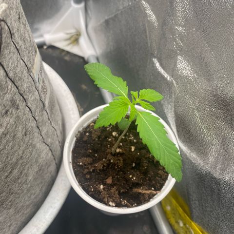 Gorilla Cookies Auto growlog timeline photo