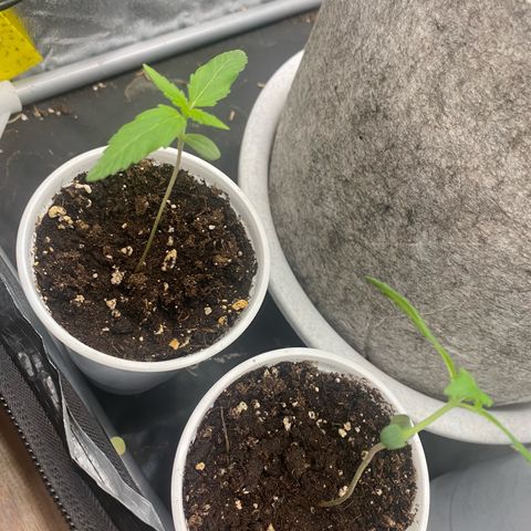 Gorilla Cookies Auto growlog timeline photo
