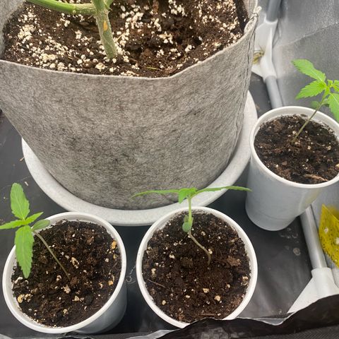 Gorilla Cookies Auto growlog timeline photo
