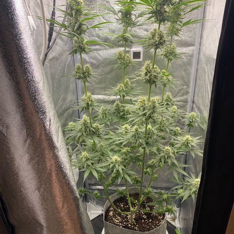 Gorilla Cookies FF growlog timeline photo