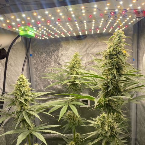 Gorilla Cookies FF growlog timeline photo