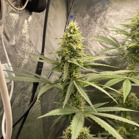 Gorilla Cookies FF growlog timeline photo