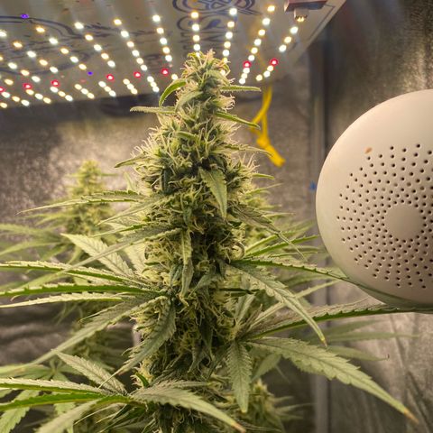 Gorilla Cookies FF growlog timeline photo
