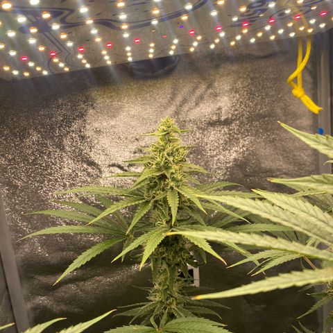 Gorilla Cookies FF growlog timeline photo