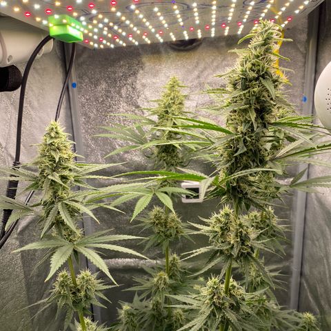 Gorilla Cookies FF growlog timeline photo