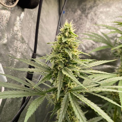 Gorilla Cookies FF growlog timeline photo