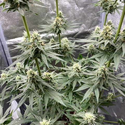 Gorilla Cookies FF growlog timeline photo