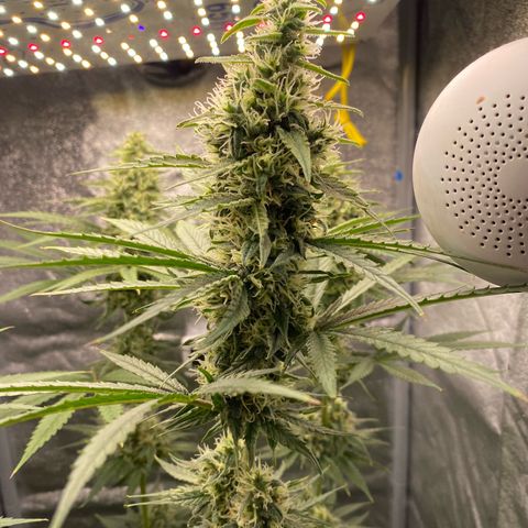 Gorilla Cookies FF growlog timeline photo