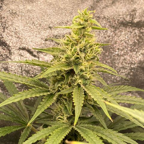 Gorilla Cookies FF growlog timeline photo