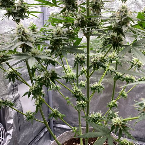Gorilla Cookies FF growlog timeline photo