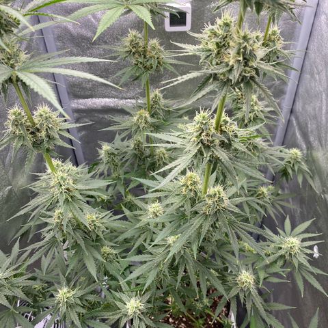 Gorilla Cookies FF growlog timeline photo