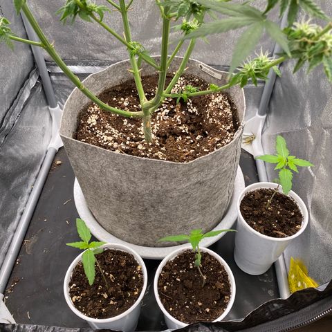 Gorilla Cookies FF growlog timeline photo