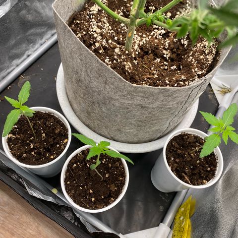Gorilla Cookies FF growlog timeline photo