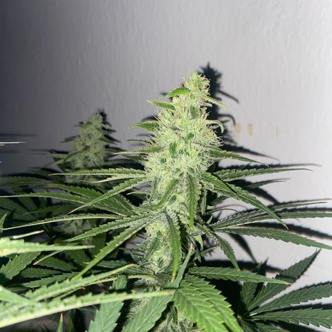 Gorilla Cookies FF growlog timeline photo