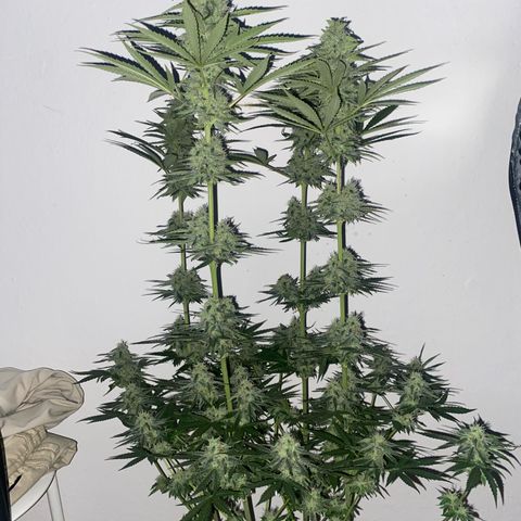 Gorilla Cookies FF growlog timeline photo