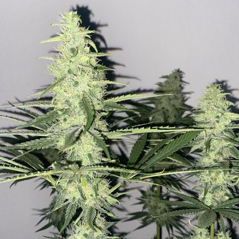 Gorilla Cookies FF growlog timeline photo