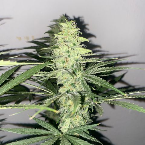 Gorilla Cookies FF growlog timeline photo