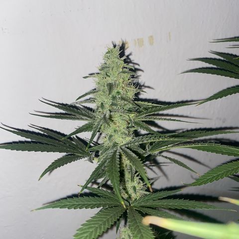 Gorilla Cookies FF growlog timeline photo
