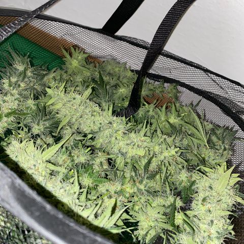 Gorilla Cookies FF growlog photo: 200G+ HARVEST 😮‍💨