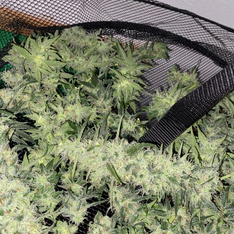 Gorilla Cookies FF growlog photo: 200G+ HARVEST 😮‍💨