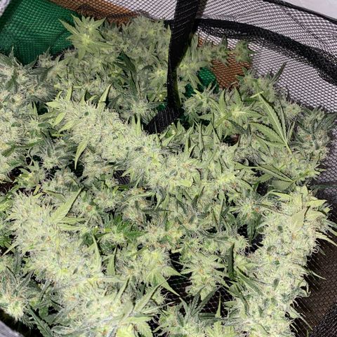 Gorilla Cookies FF growlog photo: 200G+ HARVEST 😮‍💨
