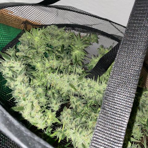 Gorilla Cookies FF growlog photo: 200G+ HARVEST 😮‍💨