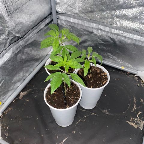 Gorilla Cookies Auto growlog timeline photo