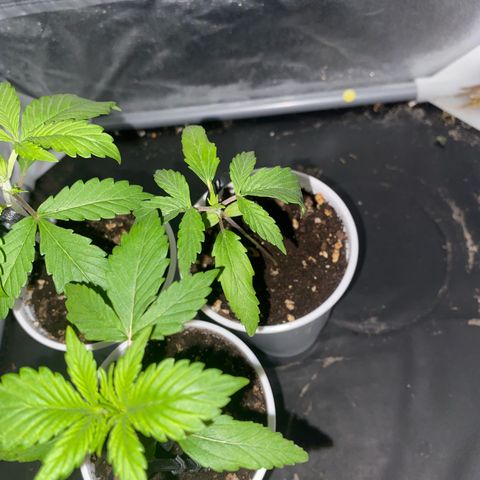 Gorilla Cookies Auto growlog timeline photo